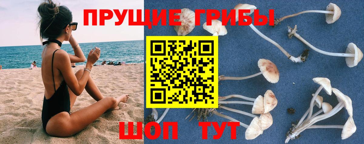 Вязники  Галлюциногенные грибы MAGIC MUSHROOMS  Галлюциногенные грибы мухоморы  Вход с VPN 